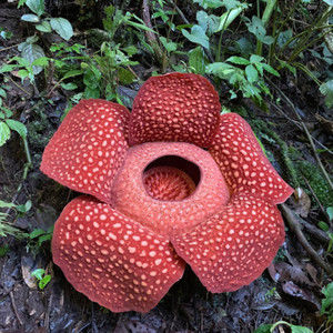 Meet your Posher, Daisy